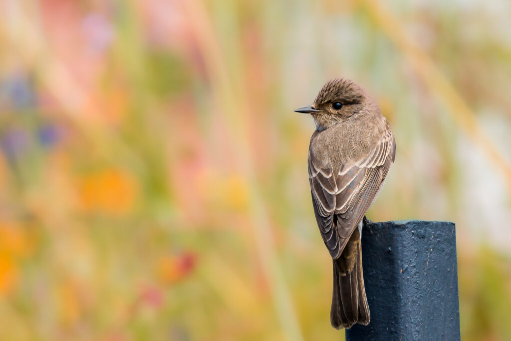 Photographe en Corse, Nature, faune, Valentine CARRE