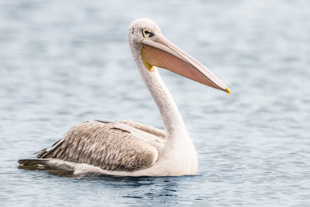 Harris, pelican gris, pelican corse, faune sauvage corse