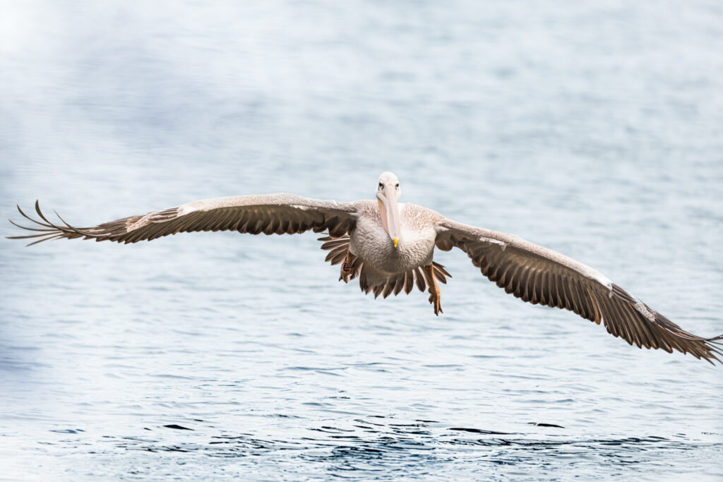 Harris, pelican gris, pelican corse, faune sauvage corse