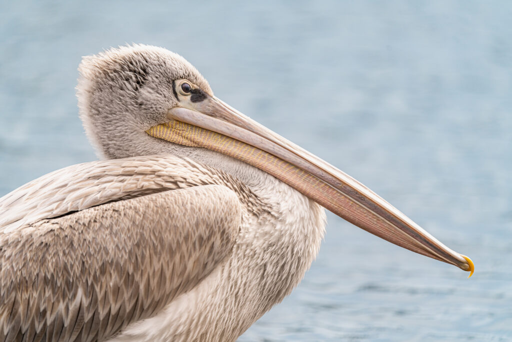 Pelican gris à Porto Vecchio, Corse