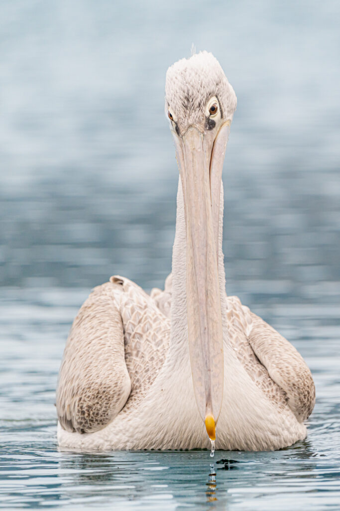 Harris, pelican gris, pelican corse, faune sauvage corse