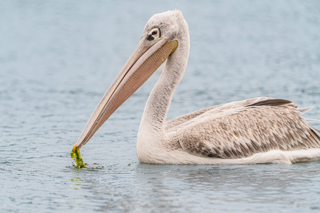 Harris, pelican gris, pelican corse, faune sauvage corse