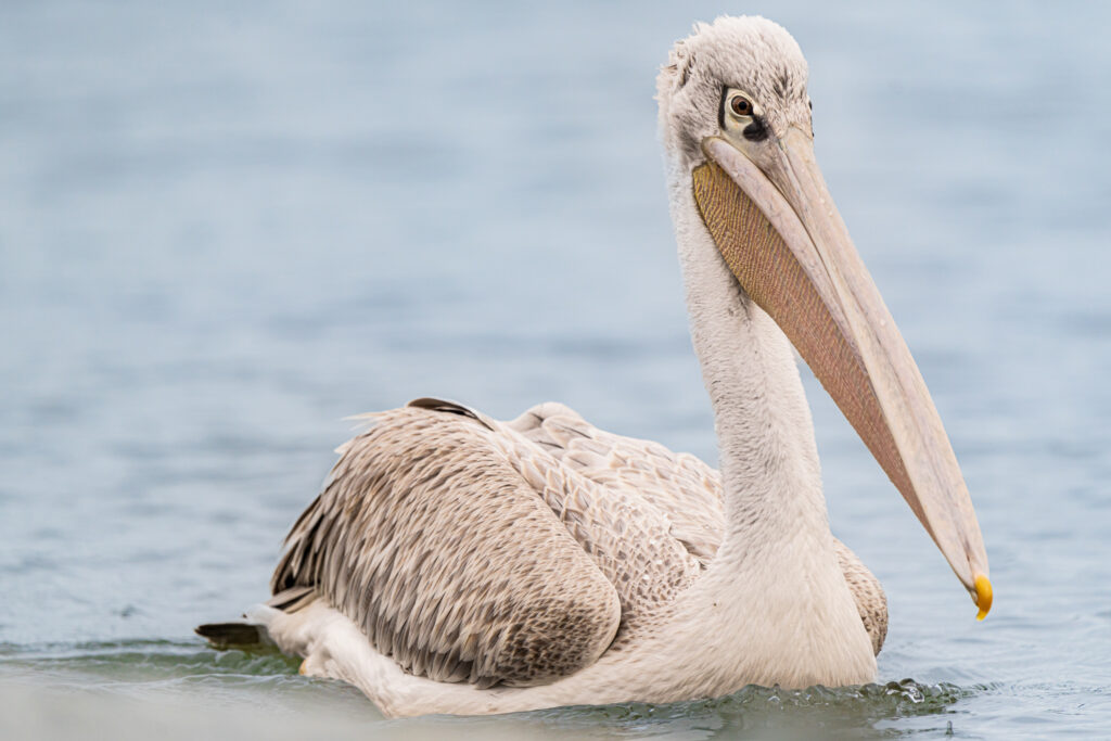 Harris, pelican gris, pelican corse, faune sauvage corse