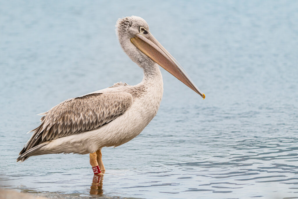 Harris, pelican gris, pelican corse, faune sauvage corse