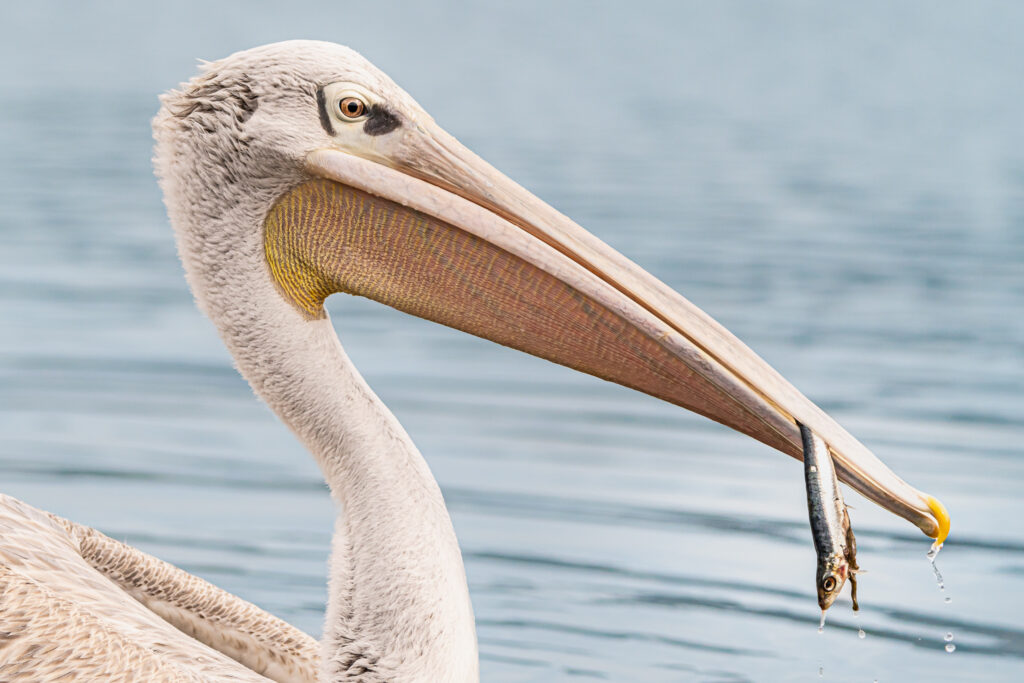 Harris, pelican gris, pelican corse, faune sauvage corse