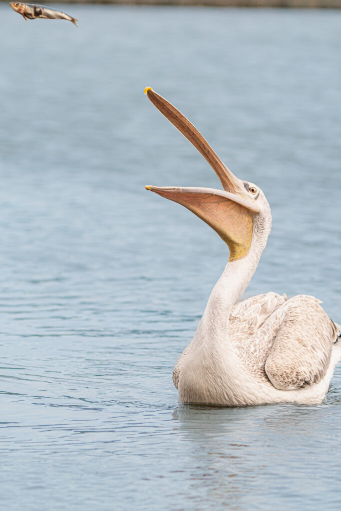 Harris, pelican gris, pelican corse, faune sauvage corse