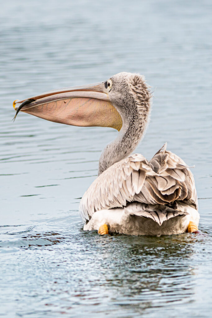 Harris, pelican gris, pelican corse, faune sauvage corse