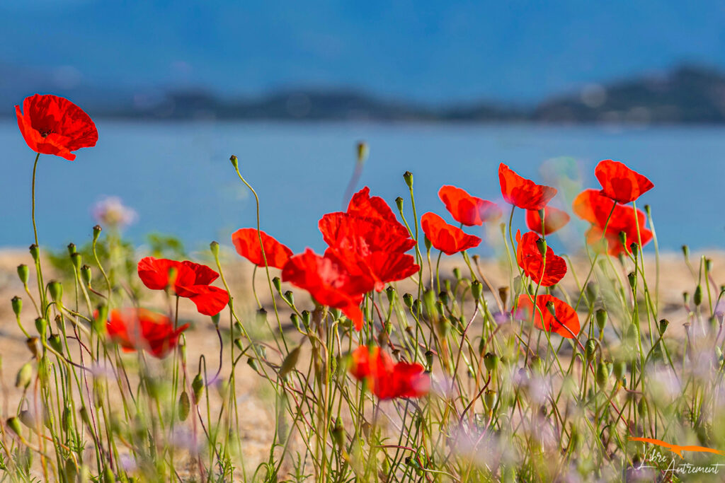 Paysages de Corse, photographe corse, photo de corse