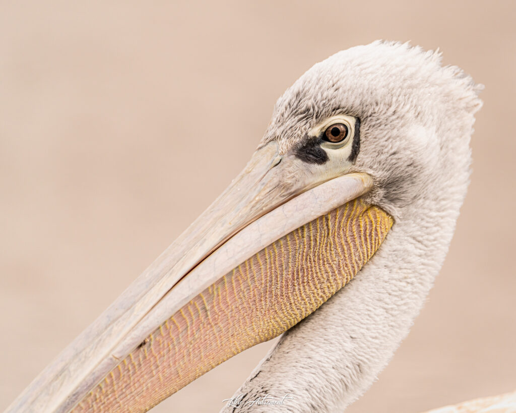 Pelican gris à Porto Vecchio, Corse 