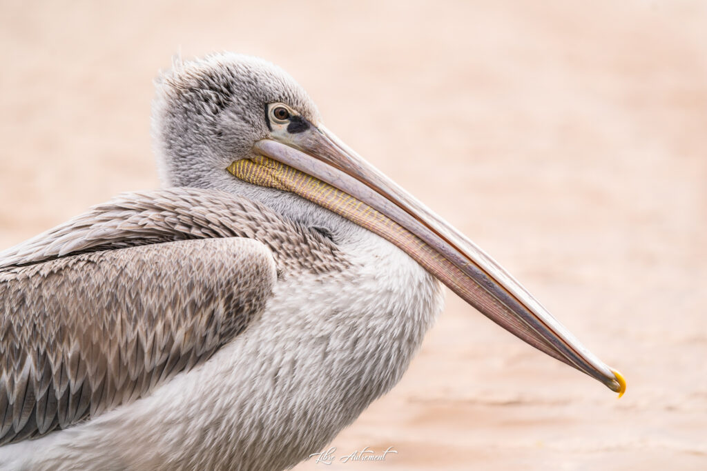 Pelican gris à Porto Vecchio, Corse