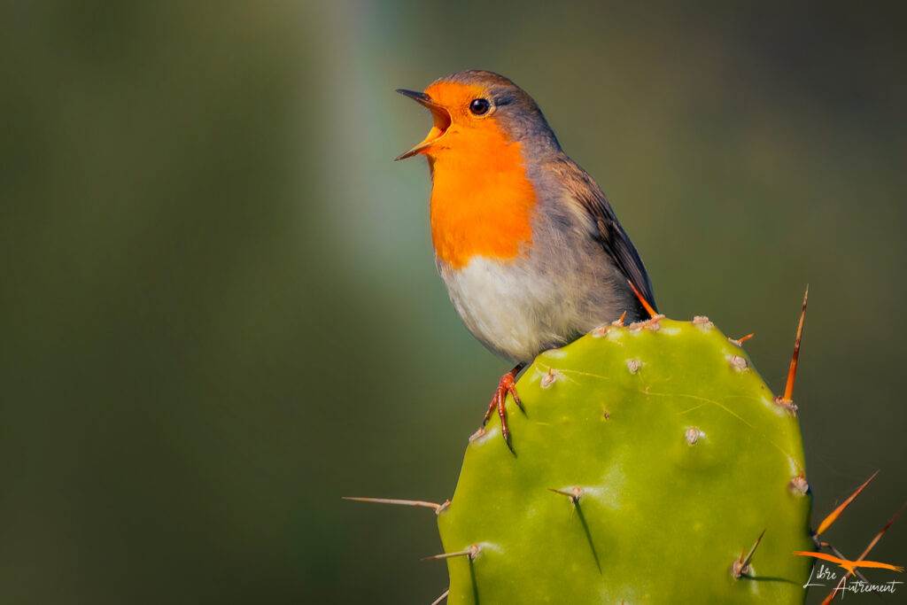 Oiseaux de corse, faune sauvage corse, photographe animalier corse