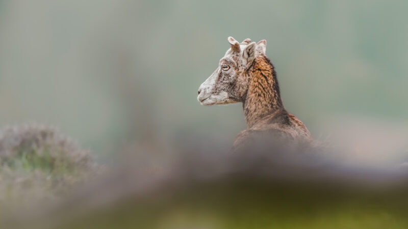 Mouflons Corse, photo par Valentine Carré