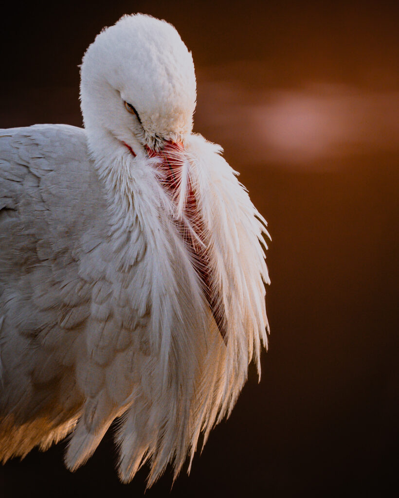 Portrait d'une Cigogne blanche, en Camargue. Photo Valentine Carré 