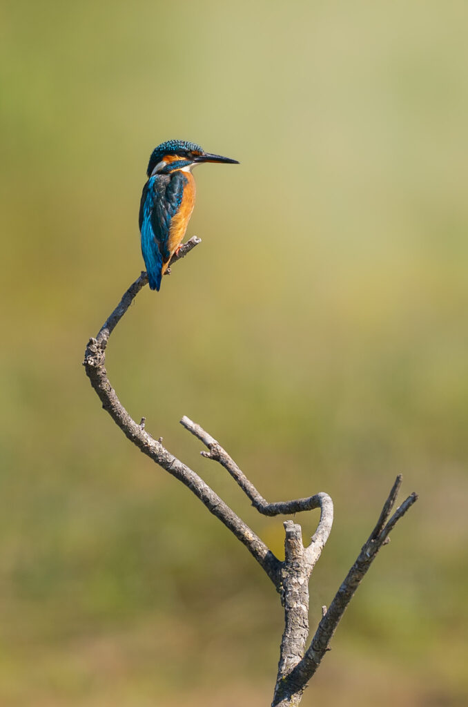 Valentine CARRE photographe - faune sauvage - oiseaux de corse 