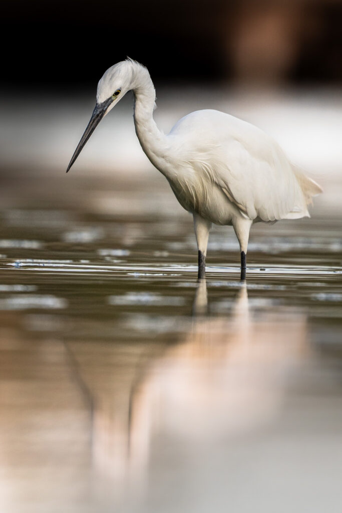 Valentine CARRE photographe - faune sauvage - oiseaux de corse 