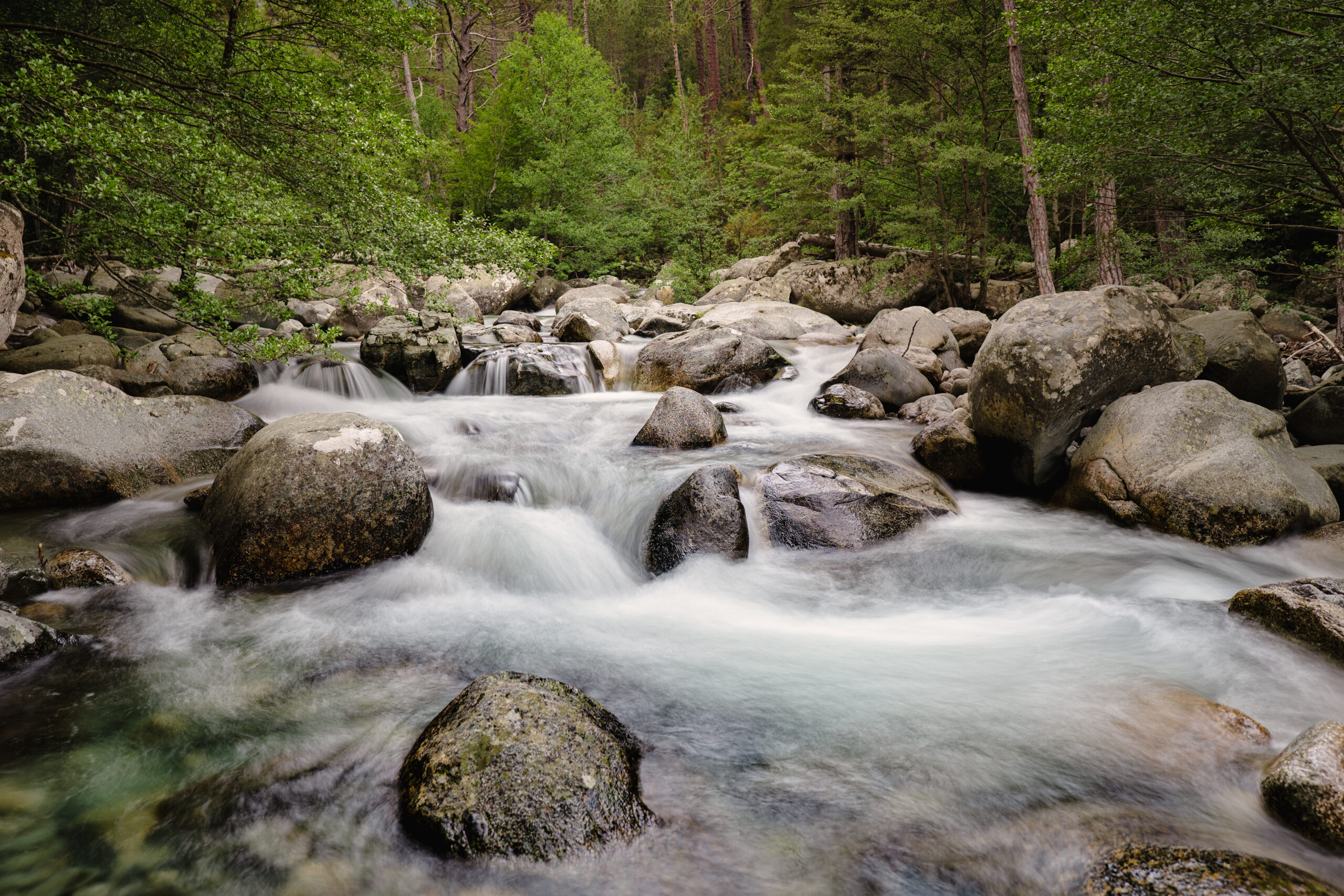 Rivière et forêt de Vizzavona, dans le centre corse
